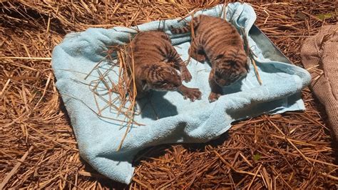 IN PICS | Two Royal Bengal tigers cubs born in Assam zoo – India TV