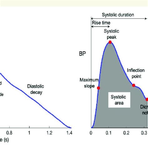 Pulse wave analysis of exemplary photoplethysmography and radial blood ...