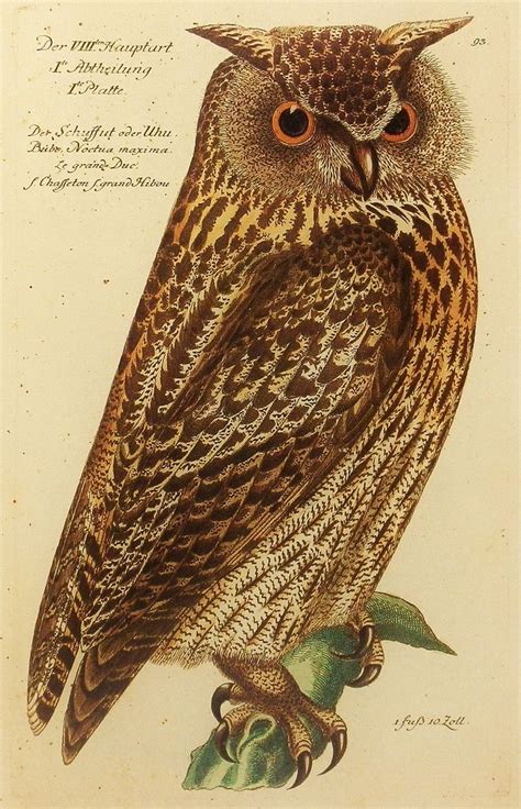 Owl Print, Bubo Noctua Maxima (Owl Wall Art Decor, 18th Century Bird ...