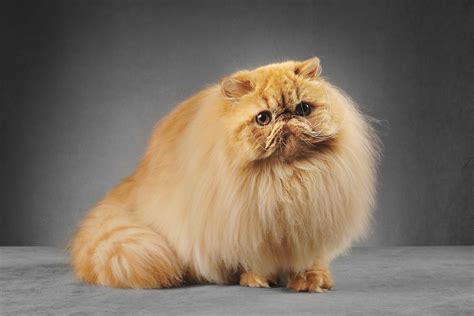 Persian cat breed description: the dignified aristocrat