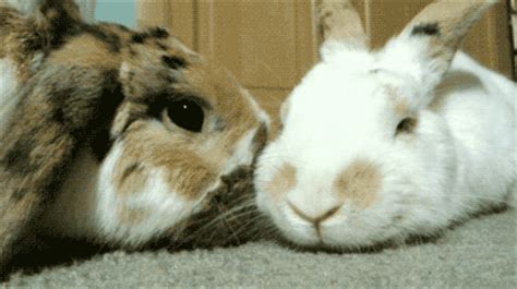 Bunny kiss | My Happy Place | Pinterest | Bunnies and Kiss