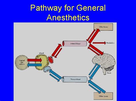 Mechanism Of Action Of General Anaesthesia - IMAGESEE