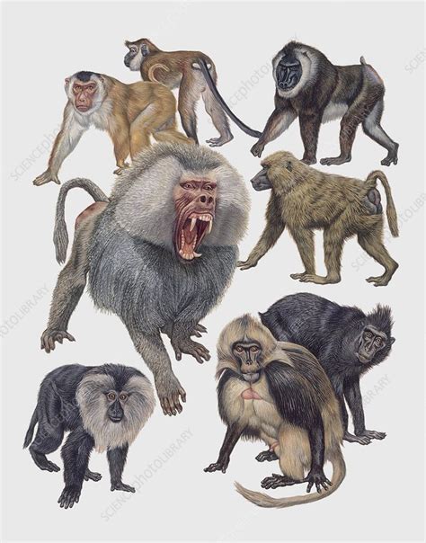 Old World monkeys, illustration - Stock Image - C029/3819 - Science ...