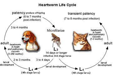 Dog Heartworm | Lee County Mosquito Control District