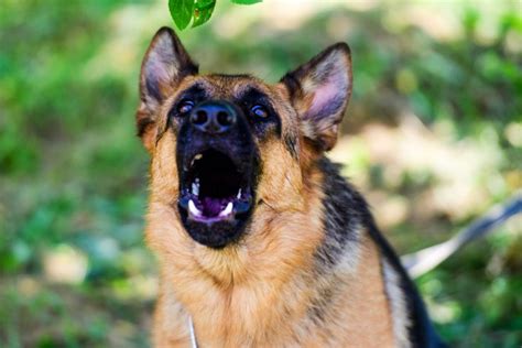 A German Shepherd Barking: A Perfect Guide to Train Your GSD