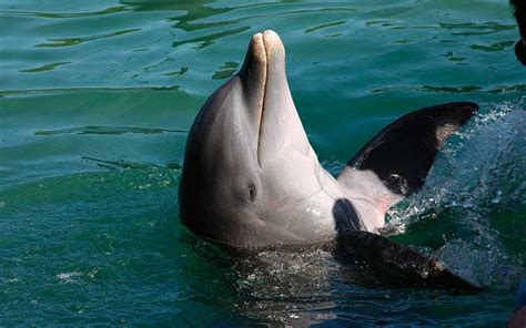 Dolphins Rescuing Humans - Dolphin Facts and Information