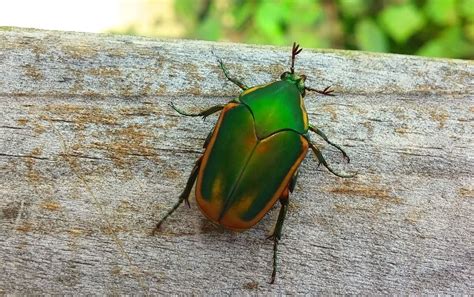 Figeater Beetle Spiritual Meaning: 7 Signs From Heaven