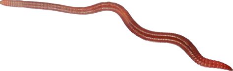 Worm clipart annelida, Worm annelida Transparent FREE for download on WebStockReview 2024