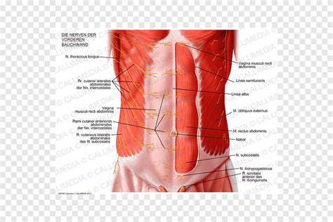 Pared abdominal recto abdominal músculo abdominal abdomen externo ...