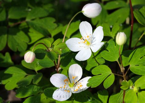 Wisconsin Wildflowers | Wild flowers, Wood anemone, Ground cover