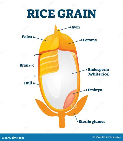 Rice Grain Diagram