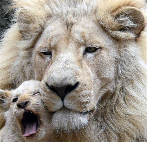 Lion Cub Gets Cozy With Its Father Picture | Cutest baby animals from around the world - ABC News