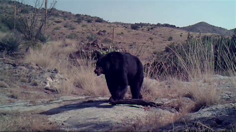 Animals roam around Chiricahua Mountains in Southern Arizona - YouTube