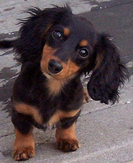 Cute Puppy Dogs: long haired miniature dachshund puppies