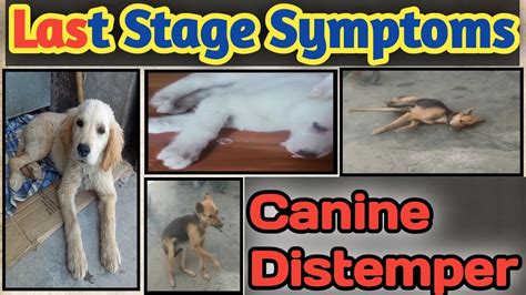 What Is Distemper In Dogs: Unveiling Symptoms And Prevention