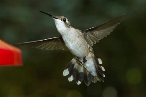 Female Ruby-Throated Hummingbird Photograph by Robert L Jackson - Fine ...