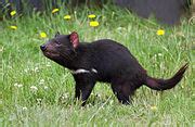 Category:Tasmanian Devil Conservation Park - Wikimedia Commons