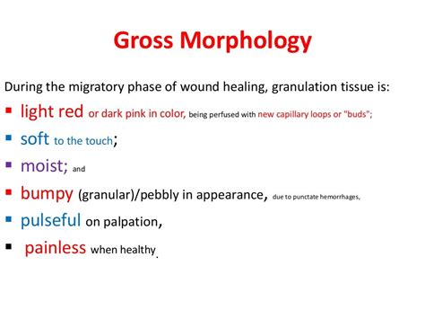 Granulation tissue formation