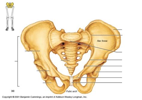 Pelvis Anterior View Diagram | Quizlet