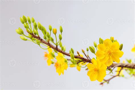 Apricot blooms Hoa Mai 1344681 Stock Photo at Vecteezy