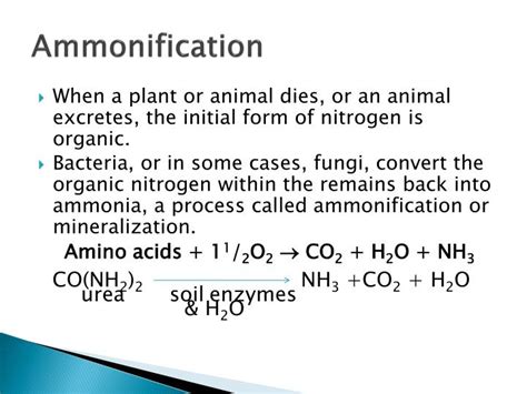 PPT - Nitrogen Cycle PowerPoint Presentation - ID:2002080