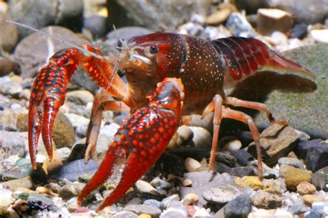 Red Crabs: Characteristics, reproduction care and more