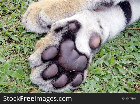 Tiger Feet - Free Stock Images & Photos - 17477890 | StockFreeImages.com