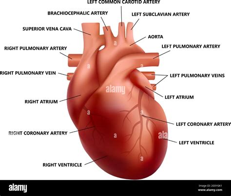 Human Body Diagram High Resolution Stock Photography and Images - Alamy