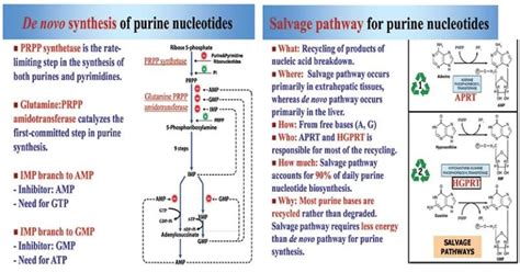 Purine Synthesis