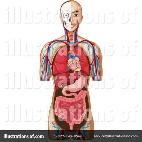 free human anatomy clipart 10 free Cliparts | Download images on Clipground 2024