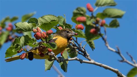 Aransas National Wildlife Refuge named top bird watching spot in nation