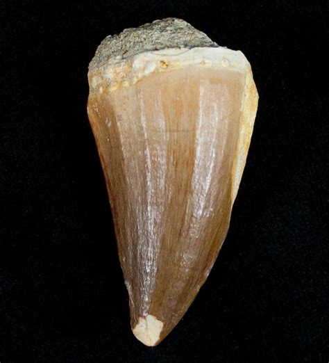 1.7" Platecarpus (Mosasaur) Tooth - Unusual Species For Sale (#6530) - FossilEra.com