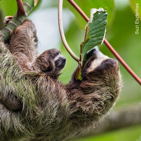 What Do Sloths Eat? Sloth Diet, Food, and Digestion - SloCo