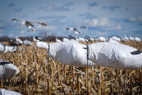 Snow Goose Hunting Tips For Success