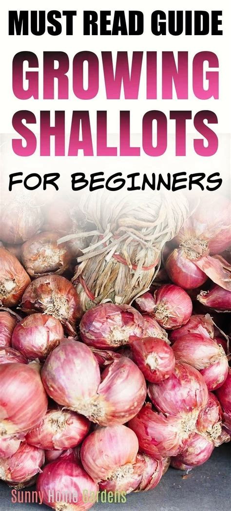 How to Grow Shallots | Growing shallots, Edible garden, Growing vegetables