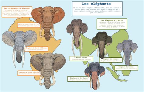 Elephant taxonomy by Gredinia | Ilustrações de animais, Fatos sobre animais, Animais pré-históricos