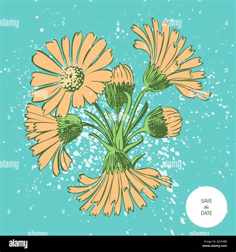 Chrysanthemum spray garden Stock Vector Images - Alamy