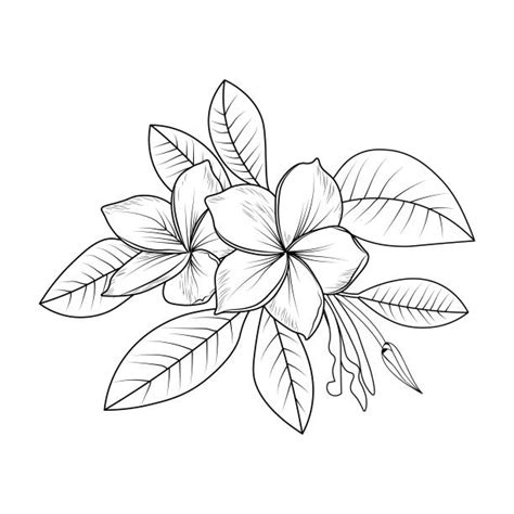 170+ Drawing Of The Champa Flower Stock Photos, Pictures & Royalty-Free ...