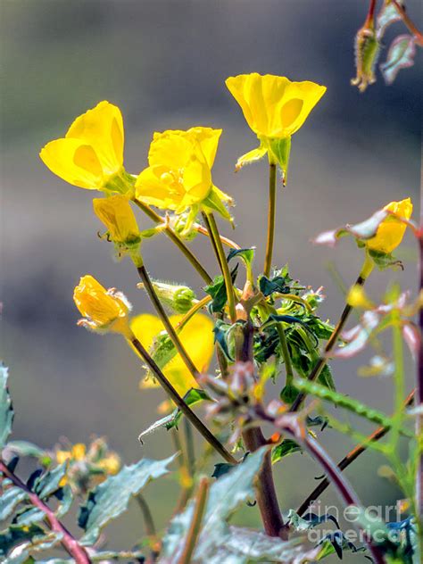 Desert Flowers Photograph by Dragonfleyes Photography and Creations ...