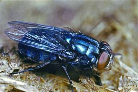 Blow fly | insect | Britannica.com