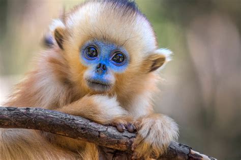 Baby snub-nosed monkey - Jim Zuckerman photography & photo tours