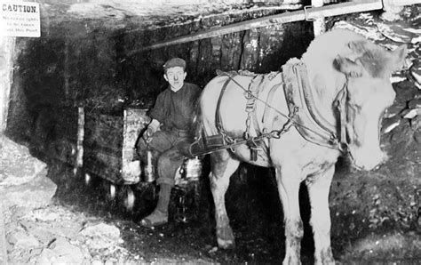 Pit Ponies - Ghosts of the Coal Mines | Horse Journals