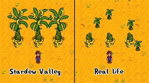 Banana Tree in Stardew Valley vs Real life - YouTube