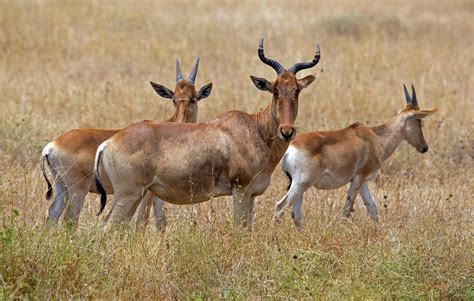 Three Coke's Hartebeest (Alcelaphus buselaphus cokii) | Flickr