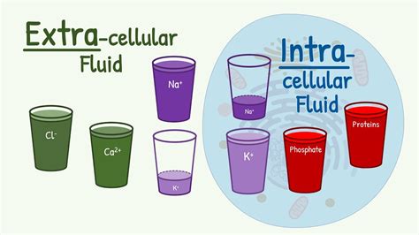 Extracellular Fluid vs Intracellular Fluid: The MAIN DIFFERENCE in ...