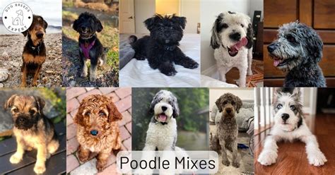 Are Poodle Mixes Good Dogs