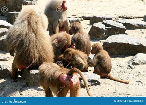 A Baboon (monkey) Family Stock Image - Image: 2503451