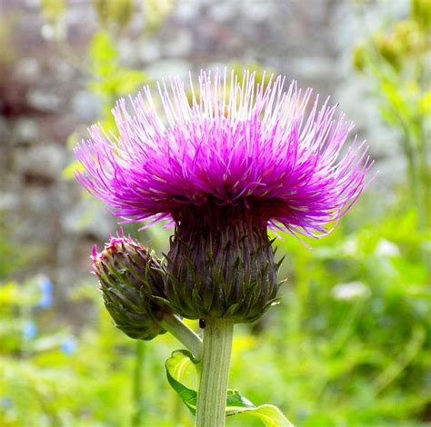 Thistle & Weeds - Photo by Ross - Tookapic