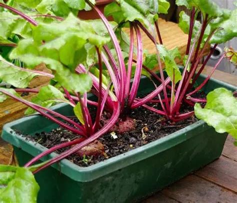 Vegetable Container Gardening For Beginners: Top Things To Consider