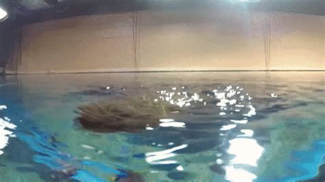 Georgia Aquarium GIFs - Find & Share on GIPHY